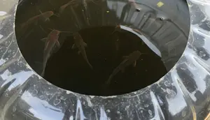 Cara Membuat Kolam Ternak Lele dari Galon Bekas yang Mudah, Jadi Panduan untuk Pemula