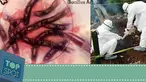 Senjata mematikan dapat berupa apa saja, salah satunya adalah senjata biologis. Baru-baru ini, badan kesehatan dunia menginstruksikan kepada negara-negara di dunia agar berhati-hati pada penyebaran virus yang dimaksudkan sebagai senjata biologis.