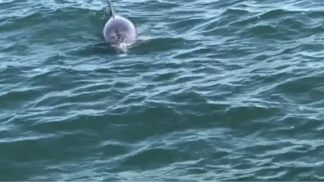 Lumba-lumba hidung botol liar di Teluk Koombana, Bunbury, Australia Barat