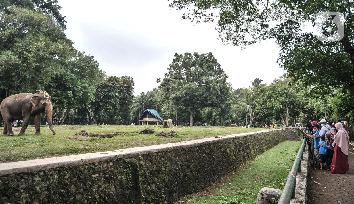 Wisatawan saat mengamati gajah di Taman Margasatwa Ragunan, Jakarta, Jumat (14/5/2021). Taman Margasatwa Ragunan membatasi jumlah wisatawan dengan kapasitas 30 persen. (merdeka.com/Iqbal S. Nugroho)