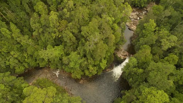 Kawasan Taman Nasional Gunung Palung. (Liputan6.com/ Dok Balai TNGP)