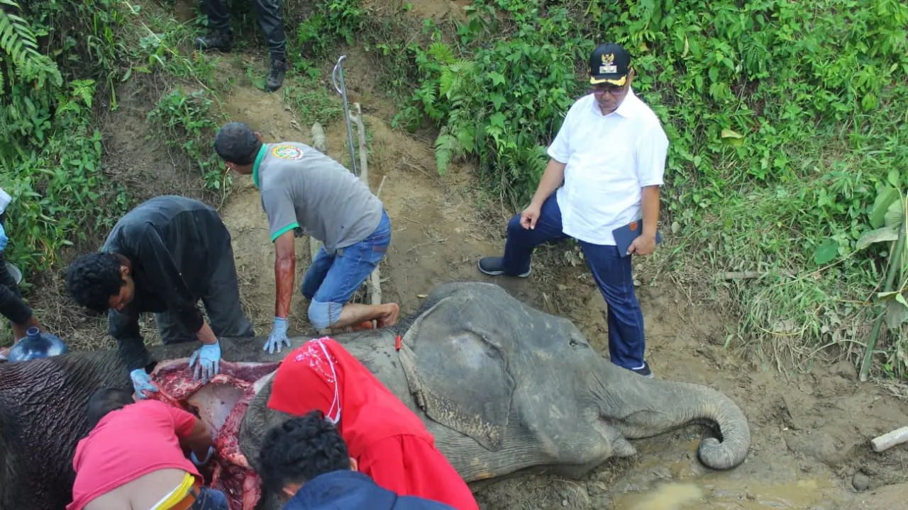Gajah Sumatera bernama Neneng mati di Medan Zoo