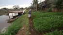 Warga bercocok tanam di bantaran Kanal Banjir Barat, Jakarta, Rabu (29/3). Meskipun dengan kondisi seadanya, namun warga di kawasan tersebut tetap memanfaatkan bantaran KBB untuk bercocok tanam. (Liputan6.com/Immanuel Antonius)