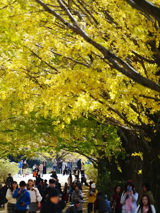 Para pengunjung berjalan di bawah pohon ginkgo selama musim gugur di Showa Memorial Park, Tokyo, Jepang (15/11). Pohon Ginkgo yang berasal dari Tiongkok ini dikenal sebagai pohon rambut gadis. (AP Photo / Eugene Hoshiko)