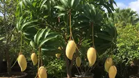 7 Jenis Mangga Tabulampot yang Cocok untuk Halaman Sempit, Manis dan Rajin Berbuah