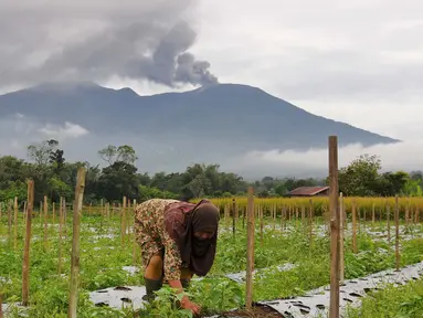 Seorang wanita bekerja berlatar Gunung Marapi yang masih memuntahkan material vulkanik di Agam, Sumatra Barat, Senin, 4 Desember 2023. (AP Photo/Ardhy Fernando)