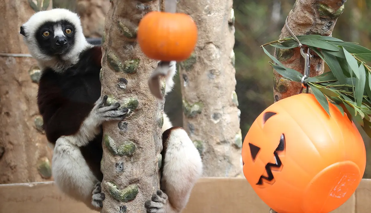 Seekor lemur sifaka menatap labu yang diletakkan di dalam kadang Kebun Binatang San Francisco, California, pada 26 Oktober 2018. Lemur di kebun binatang tersebut menerima labu berisi kudapan untuk merayakan Halloween. (Justin Sullivan/Getty Images/AFP)