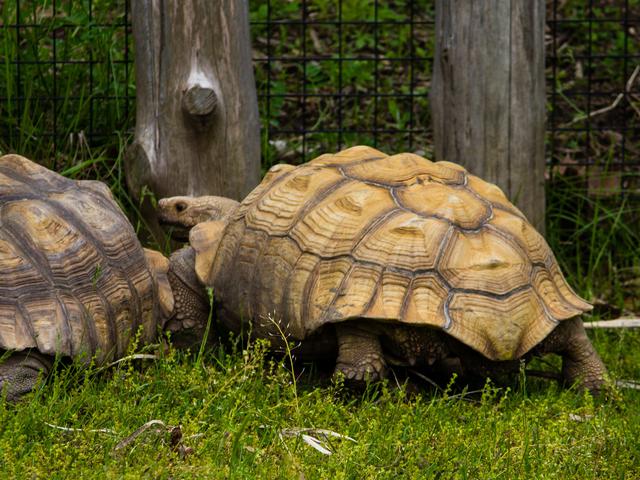 Arti Mimpi Tentang Kura Kura 15 Arti Menurut Primbon Dan Islam