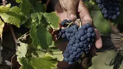 Anggur Pinot Nero saat panen di Tenuta Castello, Neive Borgonovo, Italia (8/8). Panen dimulai paling awal dalam satu dekade karena negara tersebut melakukan swelling dalam gelombang panas setelah berbulan-bulan kekeringan. (AFP Photo/Marco Bertorello)