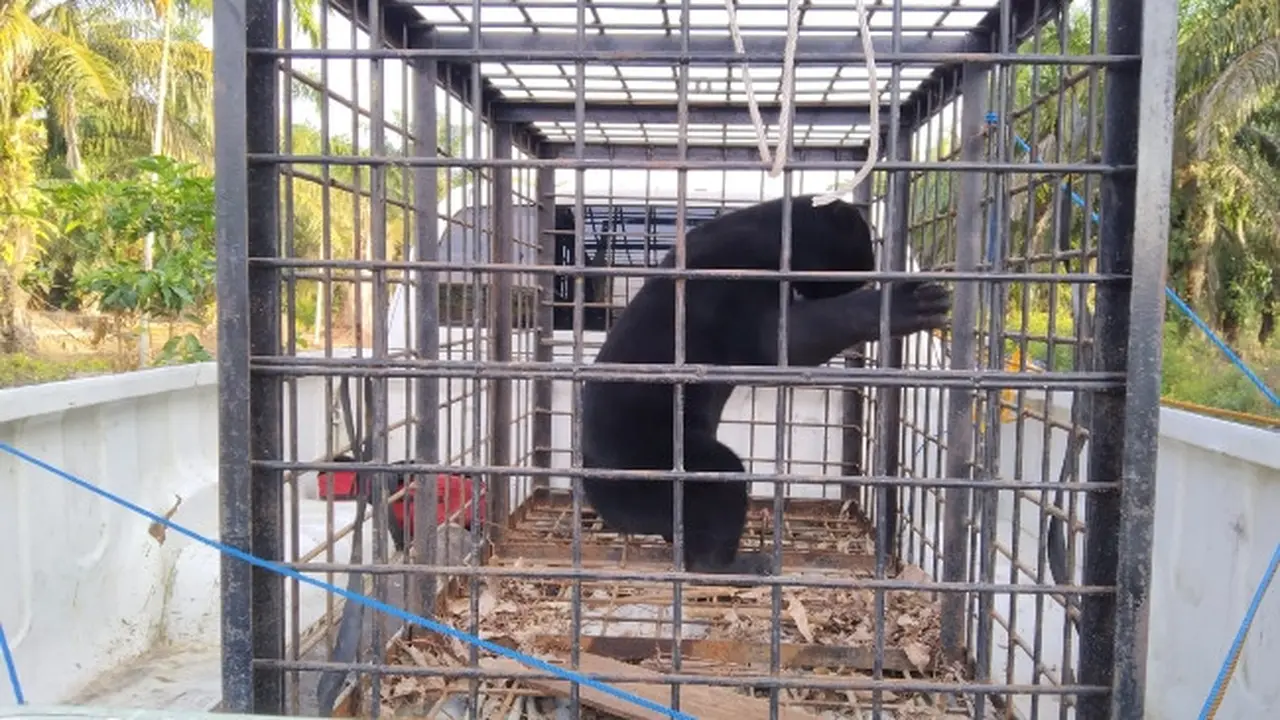 Beruang masuk pemukiman yang dievakuasi BBKSDA Riau dari Kabupaten Siak setelah ditembak pakai bius.