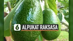 Buah alpukat satu ini menjadi yang terberat di dunia versi Guinness World Records. Alpukatnya memiliki berat 2,54 kilogram.