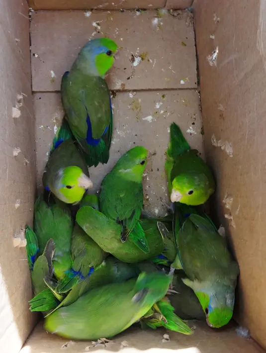 Sejumlah Burung Beo yang dijual di salah satu pasar di Trujillo, Lima, Peru (12/7). Menurut PBB perdagangan hewan liar adalah bisnis ilegal terbesar ketiga di dunia setelah obat-obatan dan senjata. (AFP PHOTO)