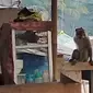 Gerombolan monyet ekor panjang memasuki pemukiman warga di Kecamatan Nagrak Kabupaten Sukabumi (Liputan6.com/Istimewa).