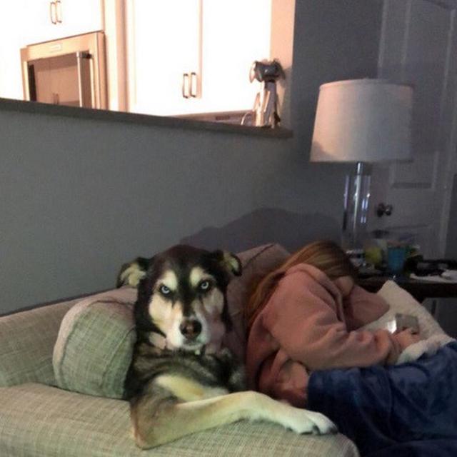 anjing duduk dengan pose aneh