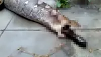 [VIDEO] Mengerikan! Ular Python Lahap Anjing