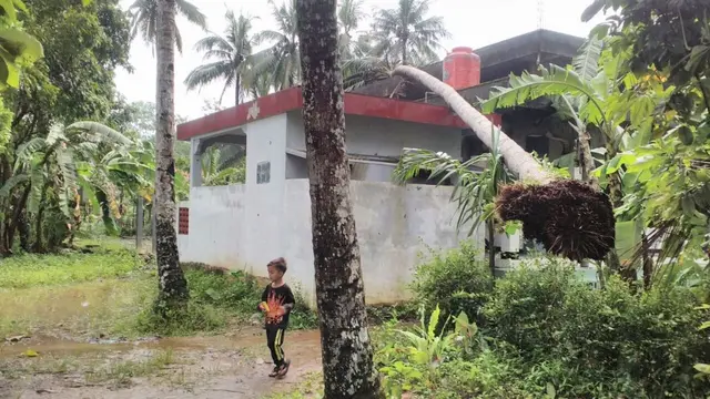 Sebatang pohon kelapa menumpang ke atap rumah penduduk. (Foto: Liputan6.com/Muhamad Ridlo).