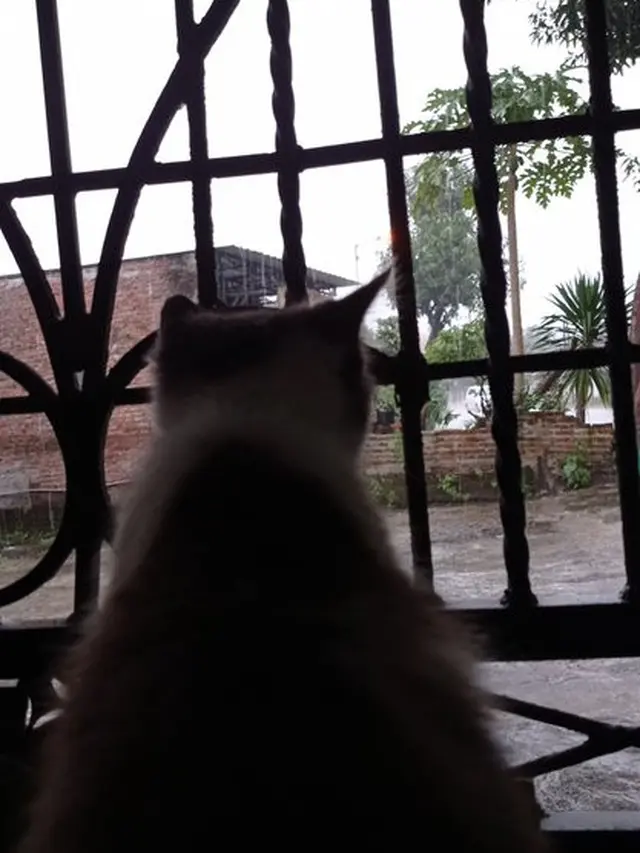 6 Potret Kucing Lihat Hujan Ini Bak 'Anak Senja', Bikin Gemas