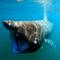 Hiu Basking (Sumber : Pixabay)