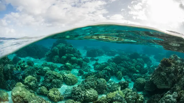 Panerai Berkomitmen Jaga Lingkungan