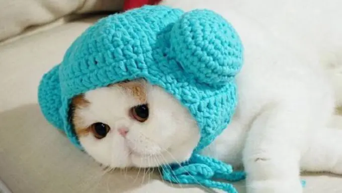 5 Hewan Ini Follower Instagramnya Lebih Banyak Dari Kamu