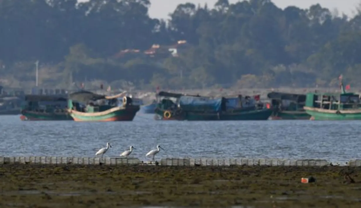 Sejumlah ibis sendok berwajah hitam terlihat di sebuah taman lahan basah di Guangcun, Kota Danzhou, Provinsi Hainan, China selatan (28/12/2020). Saat ini, spesies tersebut juga terlihat di Thailand, Filipina dan belahan China lainnya. (Xinhua/Yang Guanyu)