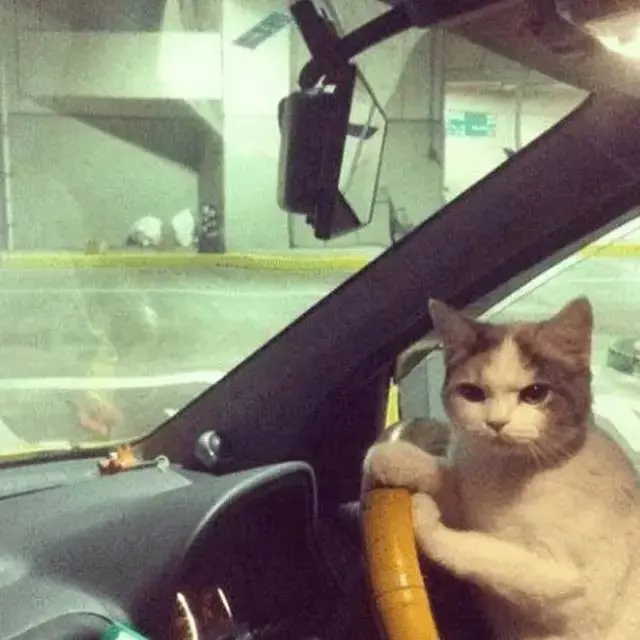 7 Potret Nyeleneh Orang Jalan-Jalan Bareng Kucing Ini Kocak Banget