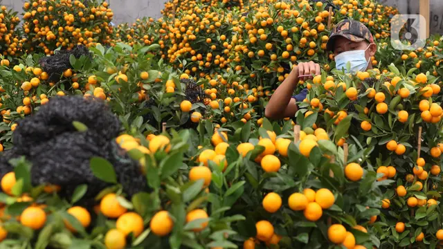 Jeruk Keberuntungan yang Diburu Jelang Imlek