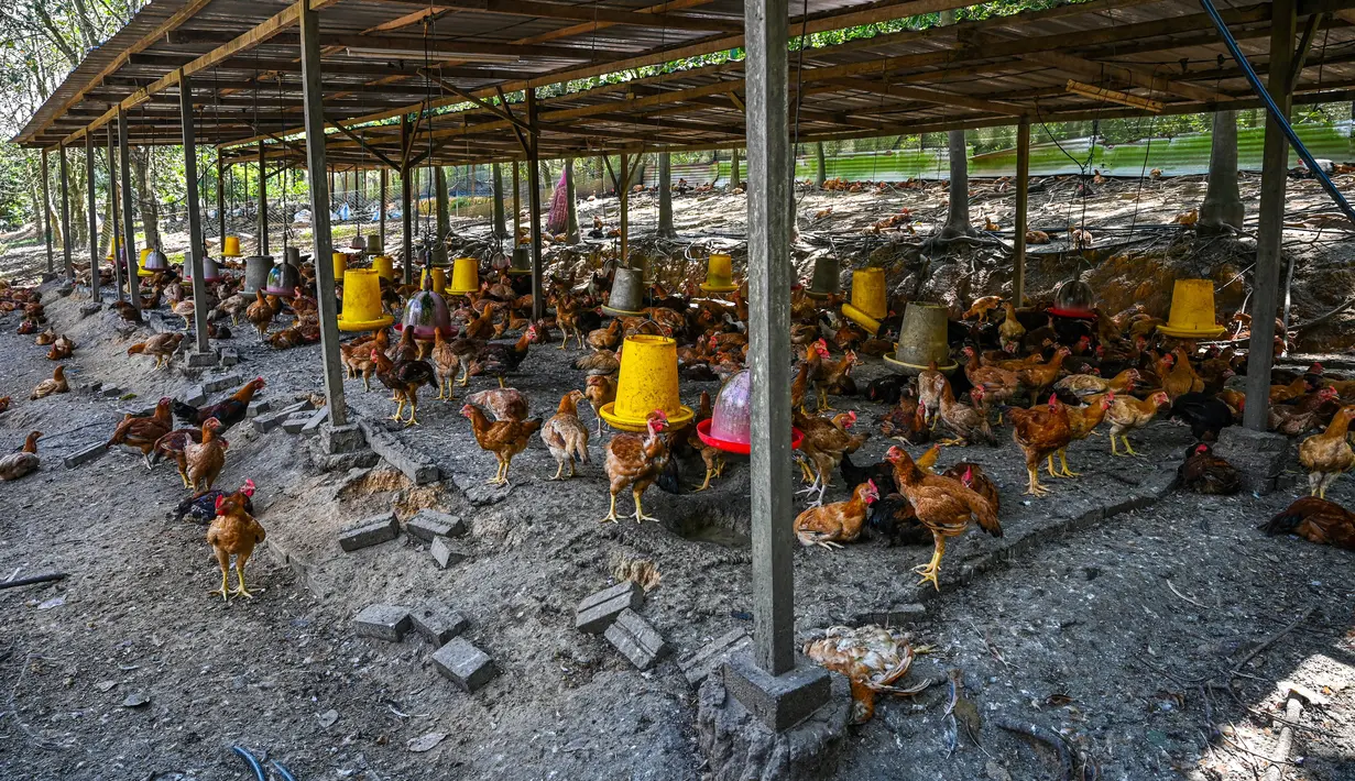 Ayam beristirahat di peternakan unggas di Temerloh, Pahang, Malaysia, Selasa (31/5/2022). Perdana Menteri Malaysia Ismail Sabri Yaakob mengatakan pada 23 Mei, Malaysia akan menghentikan ekspor 3,6 juta ayam sebulan mulai 1 Juni dan seterusnya di tengah melonjaknya harga dan kekhawatiran pasokan. (Mohd RASFAN/AFP)