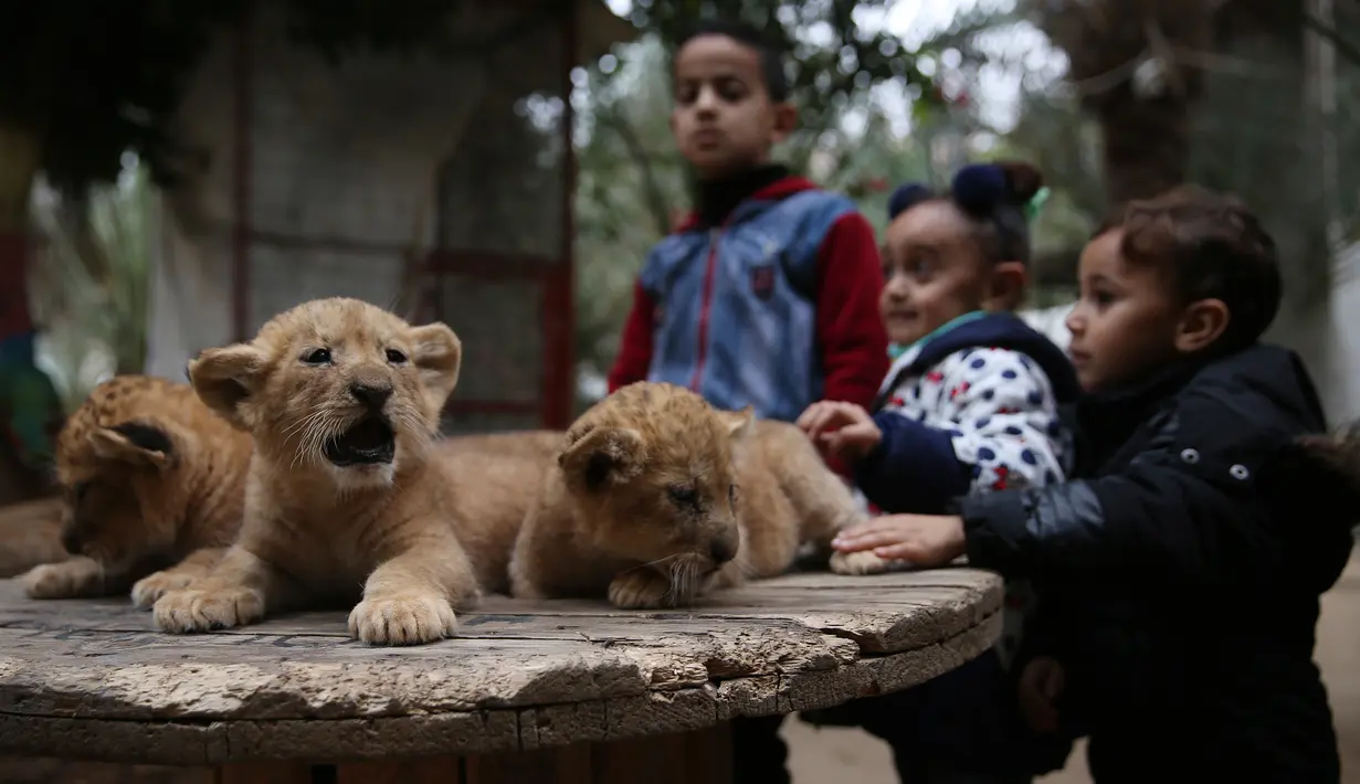 Bocah-bocah Palestina berdiri dekat tiga anak singa berusia dua bulan di sebuah kebun binatang swasta di Rafah, Jalur Gaza, 22 Desember 2017. Pemilik kebun binatang berencana menjual anan-anak singa itu karena terkendala masalah biaya. (AP/Adel Hana)