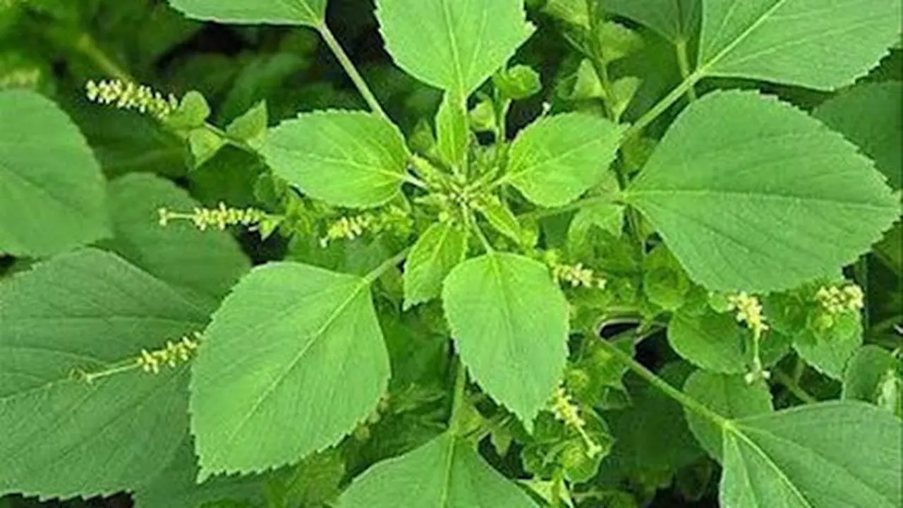 Daun anting-anting