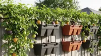 7 Inspirasi Kebun Markisa Gantung untuk Pagar Rumah, Eksterior Tambah Asri dan Cantik