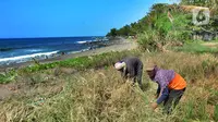 Petani melakukan panen padi jenis Ciherang di kawasan Pantai Sukawayana, Pelabuhan Ratu, Sukabumi, Minggu (1/12/2019). Saat ini harga gabah kering mencapai Rp 5600/ kg dari harga semula Rp Rp 4700/kg. (merdeka.com/Arie Basuki)
