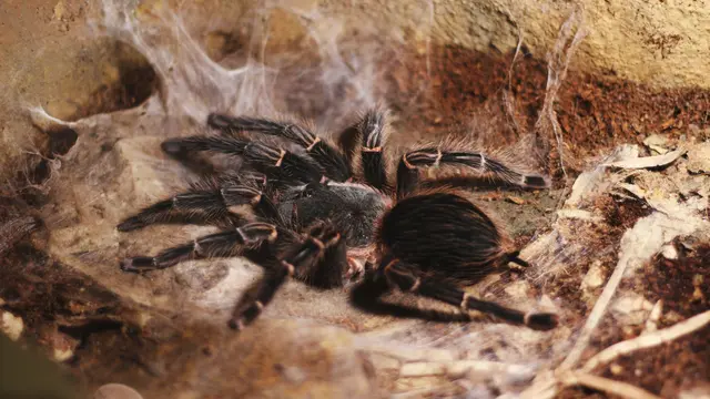 Tarantula