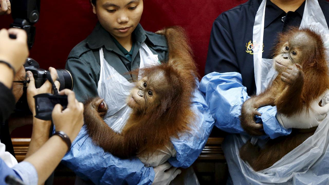 20151019-Malaysia Berhasil selamatkan Kedua Bayi Orangutan Lucu Ini