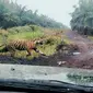 Harimau sumatra di Riau yang pernah berkonflik dengan manusia karena habitatnya terganggu. (Liputan6.com/M Syukur)
