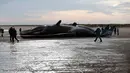 Wisatawan mengamati dua bangkai paus sperma yang tergeletak di atas pasir setelah terdampar di pantai Skegness, Inggris, Senin (25/1). Menurut media setempat, tiga paus sperma ditemukan mati terdampar pada akhir pekan lalu. (REUTERS / Andrew Yates)