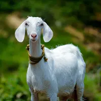 ilustrasi mimpi kambing/Nandhu Kumar/unsplash