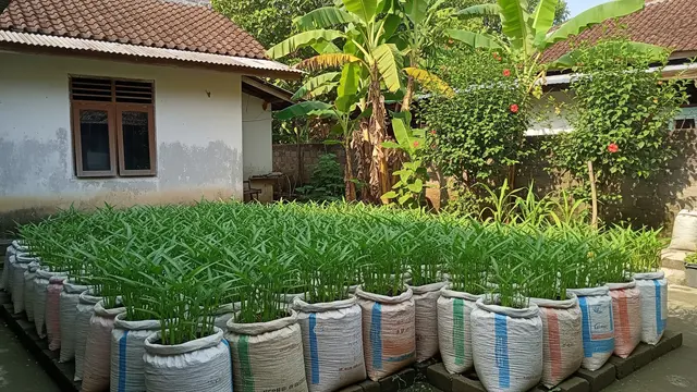 Ide Kebun Kangkung untuk Rumah Type 36 yang Bisa Buat Sambilan