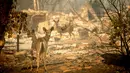 Rusa berjalan melewati sebuah rumah yang hancur usai kebakaran melanda Orrin Lane, Kota Paradise, California, AS, Sabtu (10/11). Kerja keras terus dilakukan untuk menahan laju kobaran api. (AP Photo/ Noah Berger, File)