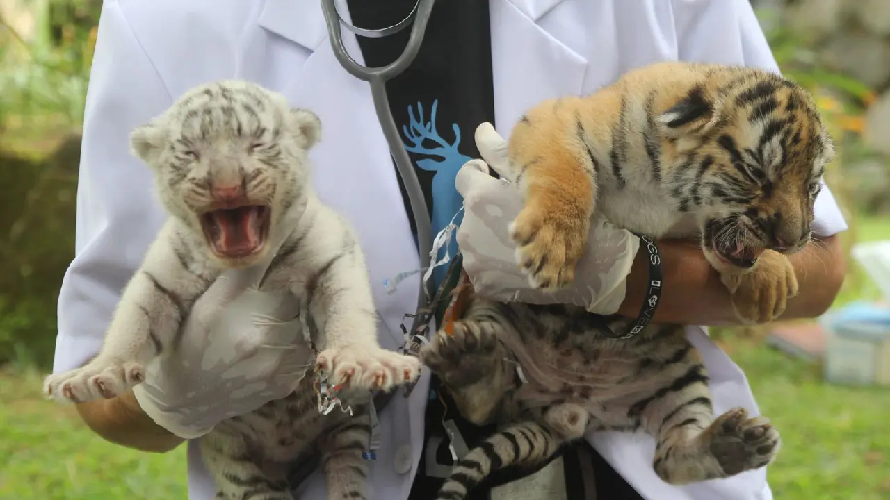 Bayi Harimau