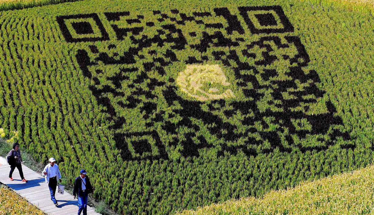 Desain kode QR yang dibuat dengan menggunakan varietas padi terlihat di persawahan saat musim panen di Shenyang, China (20/9). Pembuatan karya seni ini juga untuk meningkatkan pendapatan petani setempat. (AFP Photo/Str/China Out)