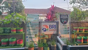 Gang Sempit Jadi Kebun Sayur, Kelompok Tani Timoho Ngeremboko Rasakan Manfaat BRInita