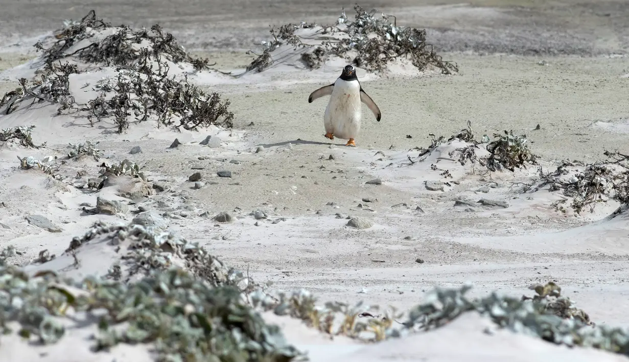 Penguin Gentoo terlihat di Volunteer Point, Kepulauan Falkland (Malvinas), Stanley, Inggris, 6 Oktober 2019. Di wilayah Inggris di Samudra Atlantik Selatan tersebut terdapat penguin jenis King, Rockhopper, Gentoo, Magellanic, dan Macaroni. (Pablo PORCIUNCULA BRUNE/AFP)