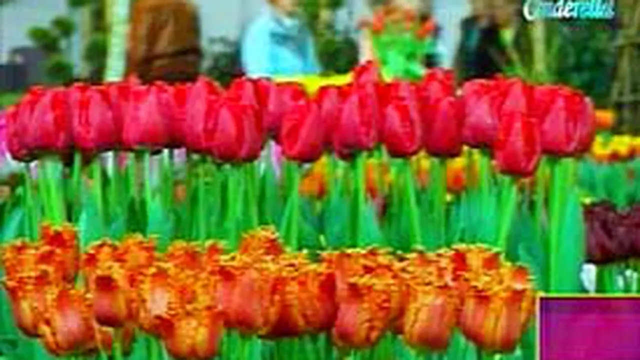 020307aln_tulip.jpg