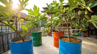 10 Pohon Buah yang Tumbuh Subur di Lahan Sempit, Panen Melimpah di Pekarangan Rumah