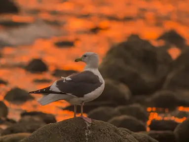 Seekor burung camar berdiri diatas bebatuan dengan latar belakang air laut yang berwarna oranye keemasan di Carpinteria, California (12/12). (David McNew / Getty Images / AFP)