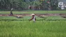 Petani menggarap sawah di kawasan Tangerang, Banten, Sabtu (19/2/2022). Menteri Pertanian Syahrul Yasin Limpo telah membangun pertanian dari peningkatan produksi dan pengembangan hilirisasi sampai pada sektor pertanian sebagai bantalan pertumbuhan ekonomi nasional. (Liputan6.com/Angga Yuniar)