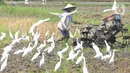 <p>Aktivitas petani membajak sawah dengan menggunakan traktor dikelilingi burung kuntul yang mencari makan di desa Penarukan, Mengwi, Bali, Rabu (4/5/20222). Sawah tersebut akan ditanami padi jenis Cigeulis dengan masa umur panen sekitar 3 bulan. (merdeka.com/Arie Basuki)</p>