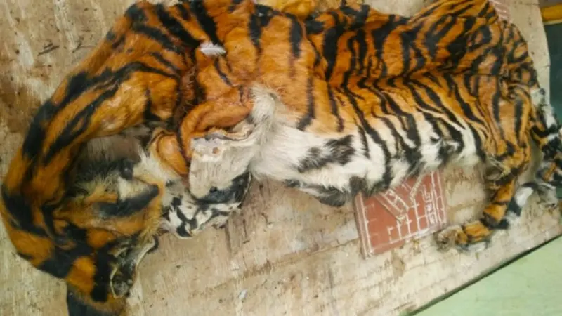 Kulit harimau sumatra yang disita petugas dari pemburu harimau sumatra di Provinsi Riau.
