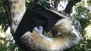 Seekor ular piton berukuran 3 meter tertangkap kamera saat melahap seekor kelelawar yang juga berukuran cukup besar di Sunshine Beach, Queensland, Kamis (2/7/2015). (Dailymail)